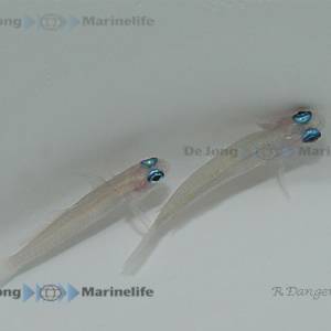 Tryssogobius colini