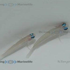 Tryssogobius colini