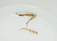 Tomiyamichthys oni