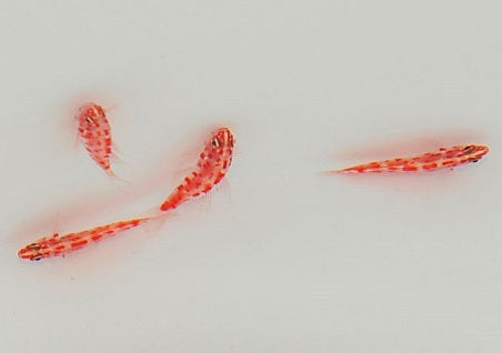 Trimma rubromaculatus