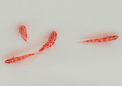 Trimma rubromaculatus