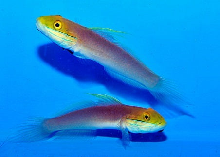 Valenciennea bella (pair)
