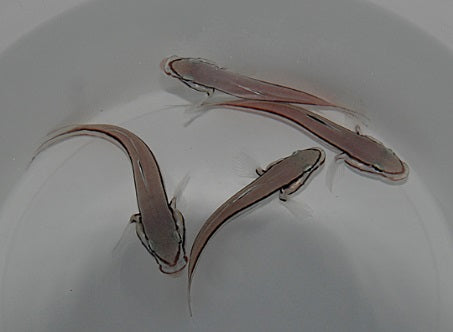 Valenciennea helsdingenii
