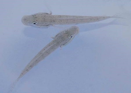 Valenciennea longipinnis (pair)