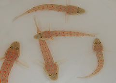 Valenciennea puellaris