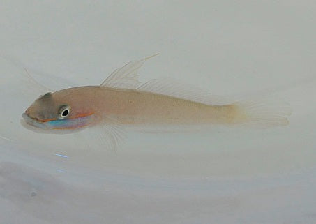 Valenciennea randalli (pair)