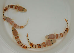 Valenciennea wardii (pair)