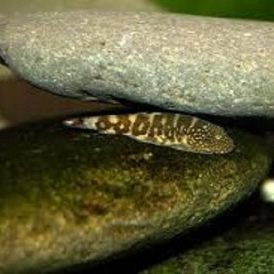 Gastromyzon ocellatus ML