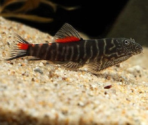 Gastromyzon sp. 'bloody mary' M