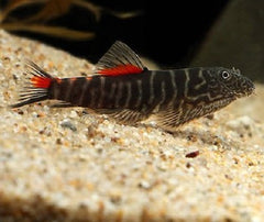 Gastromyzon sp. 'bloody mary' M