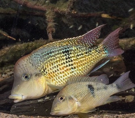Geophagus sp. 'Alto Sinu' 4-5 cm – Heevis