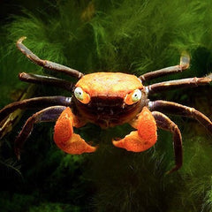 Geosesarma sp.apricot   Vampierkrab