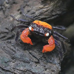 Geosesarma sp.red devil Vampierkrab