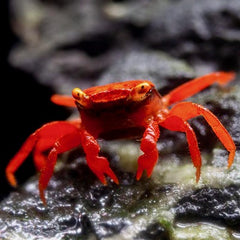 Geosesarma sp.red devil   Vampierkrab