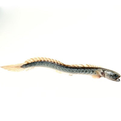 Gobioides broussonetti  Drakenkopgoby M@