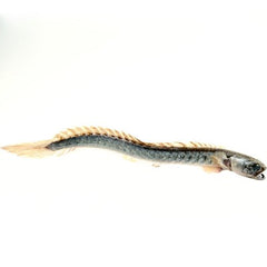 Gobioides broussonetti  Drakenkopgoby M@