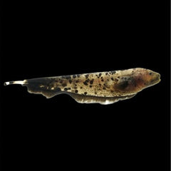 Apteronotus albifrons   Gouden geest SM