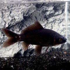 Carassius auratus   Goudvis zwart 5-6 cm