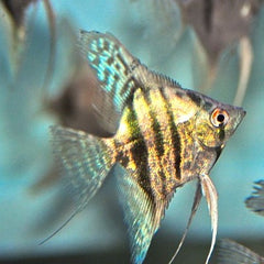 Pt.scalare Maanvis green avatar 4 cm.