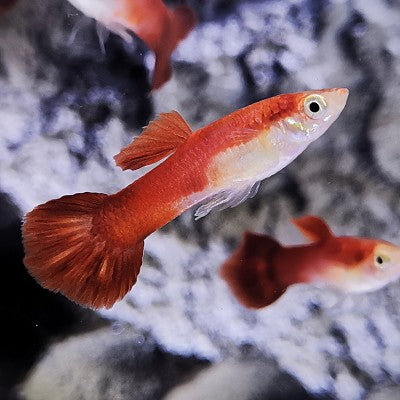 Guppy Chili red ECO M