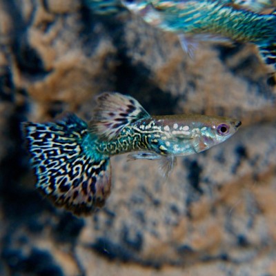 Poecilia ret.   Guppy blue berry dumbo M
