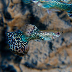 Poecilia ret.   Guppy blue berry dumbo M