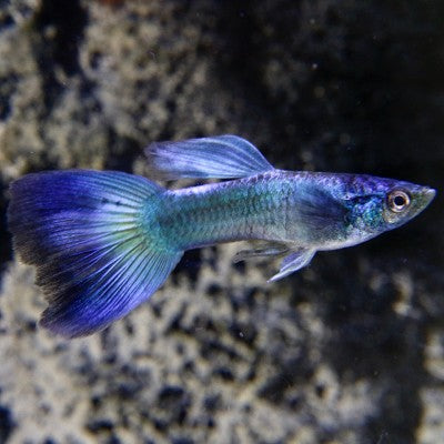 Poecilia ret.   Guppy blue phantom M @