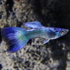 Poecilia ret.   Guppy blue phantom XL