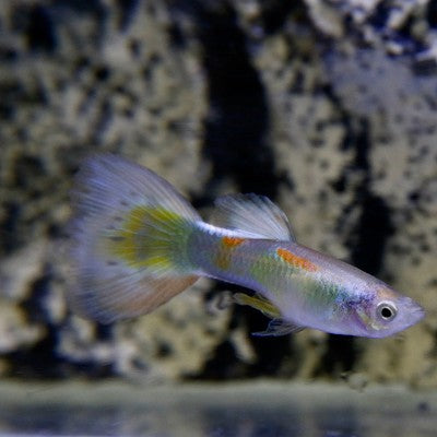Poecilia ret.   Guppy disco M