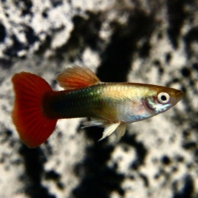 Poecilia ret.   Golden red tuxedo gup M