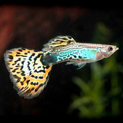 Poecilia ret.   Guppy man mix XL