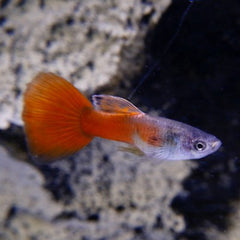 Poecilia ret. Guppy red neon M