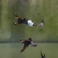 Poecilia ret.   Gup black scissortail M