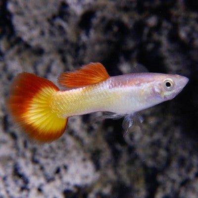 Poecilia ret.   Guppy yellow sunset M