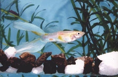 Poecilia ret.   Guppy lierstaart M