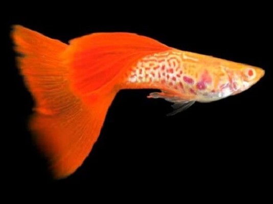 Guppy snakeskin red tail albino ECO
