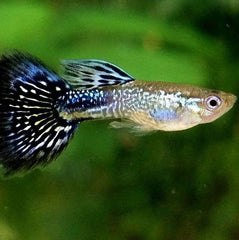 Poecilia ret.   Guppy blue cobra M