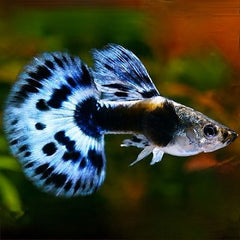 Guppy blue elephant ear half moon 3,5 cm