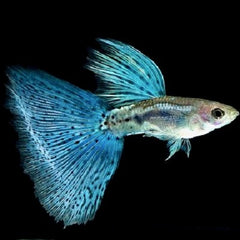 Guppy blue grass M ECO
