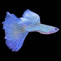 Guppy blue lace M ECO