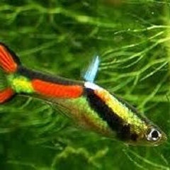 Poecilia ret. Guppy endler black bar L