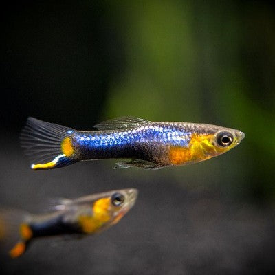 Poecilia ret.   Endler blue star pairs M