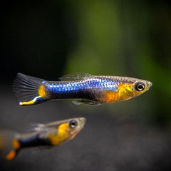 Poecilia ret.   Endler blue star pairs M