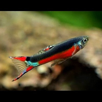 Guppy bleeding heart pairs M ECO