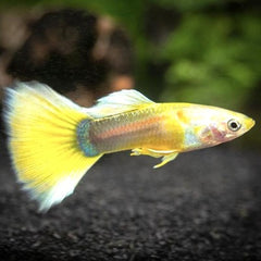 Guppy gold tuxedo M ECO