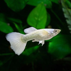 Poecilia ret.   Guppy luminous white M