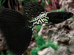 Guppy metal black lace pairs ECO
