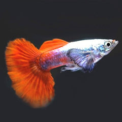 Guppy platinum red tail M ECO