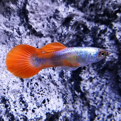 Guppy red back pairs ECO M