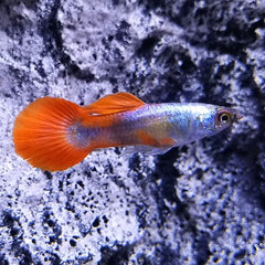 Guppy red back pairs ECO M